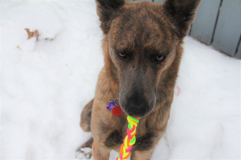 My Toy by Cassandra LeRoy